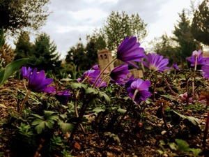 Flor de Anémona en el parque mudéjar