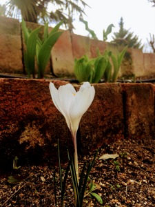 Flor de Azafrán en el parque mudéjar
