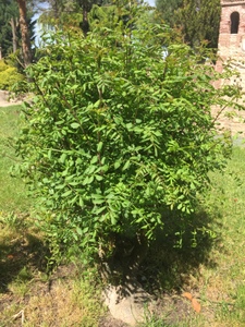 Imagen de Bonsai de acacia