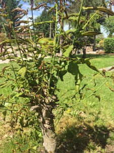 Bonsai de Roble en el parque temático Mudéjar