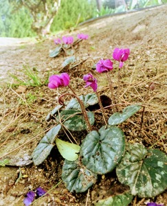 Flor de ciclamen dentro del parque Mudéjar