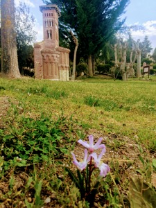 Chionodoxa Scilla forbesii