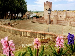 Flor de Jacinto dentro del parque Mudéjar