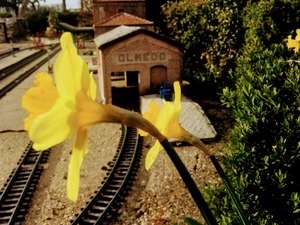 Narciso