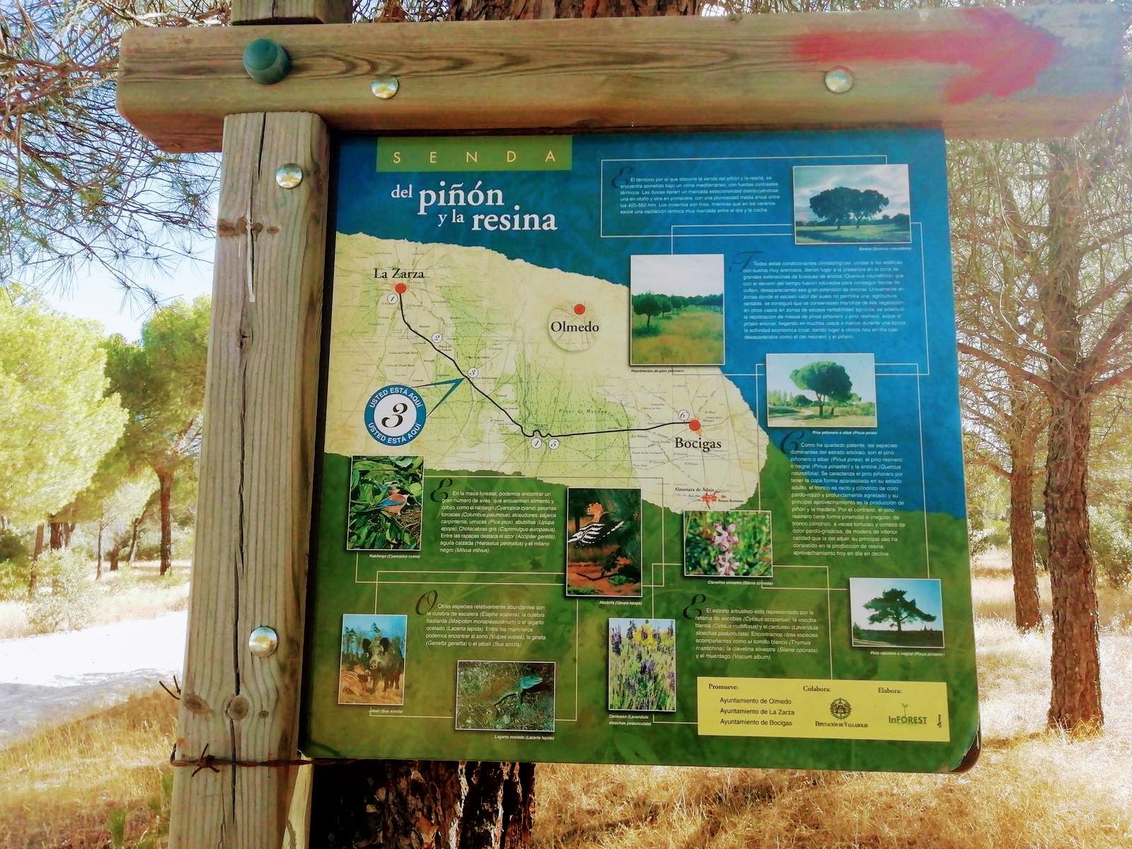 Fotografía de un cartel informativo de la senda del piñón y resina