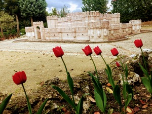 Tulipán