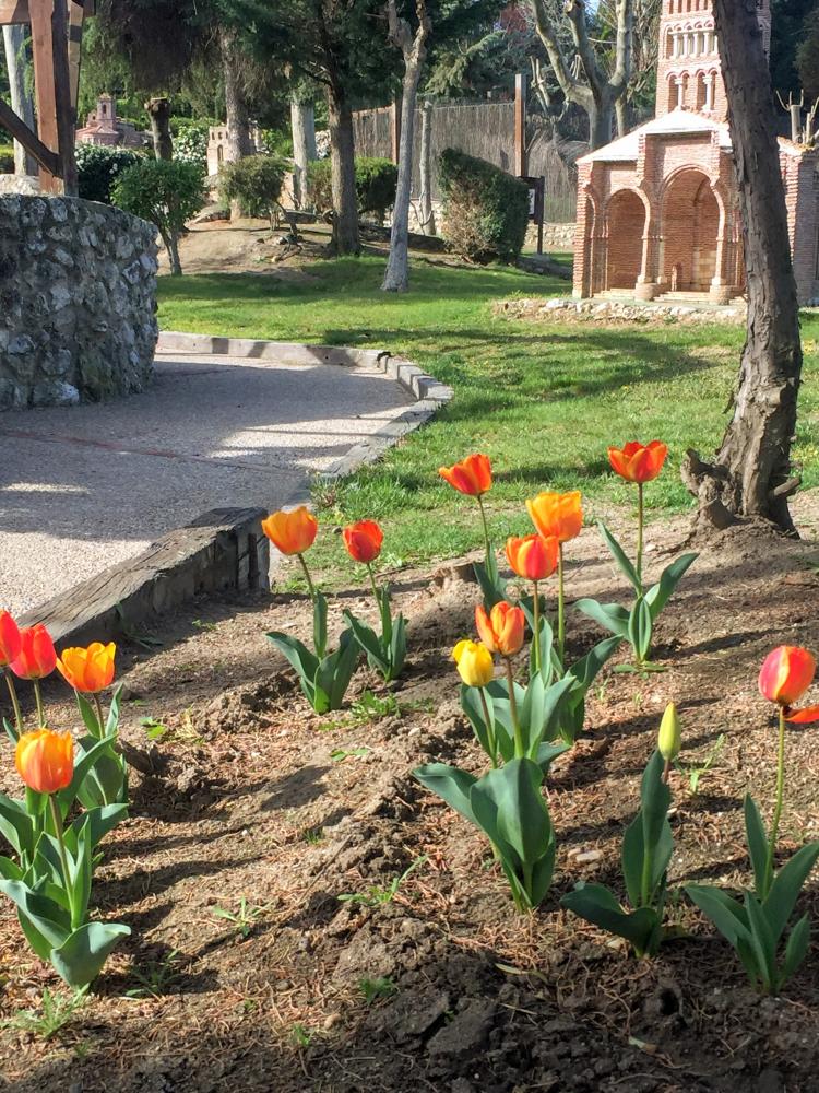 Tulipanes San Tirso