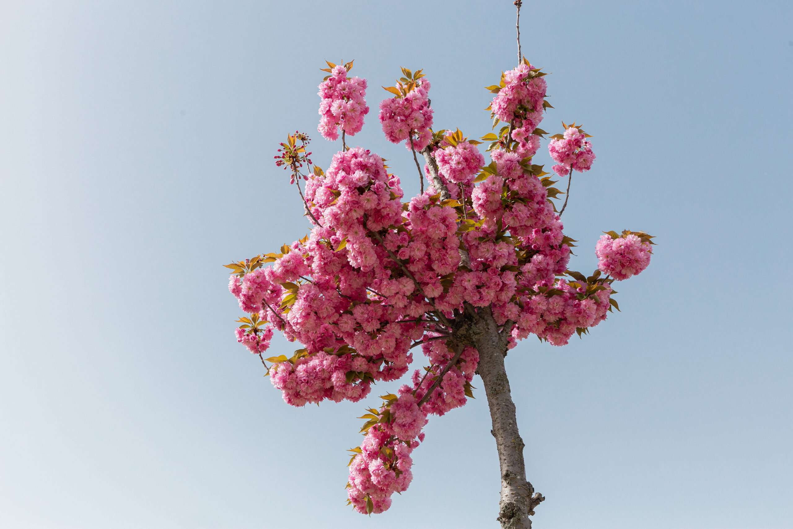 Fotografía del la vegetación del parque Mudéjar, mostrando un cerezo Japonés en floración de primavera