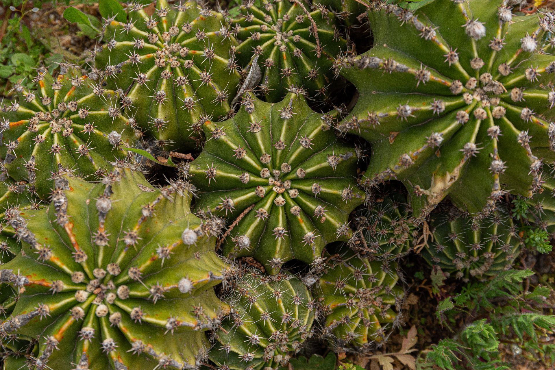 Fotografía del la vegetación del parque Mudéjar, mostrando ejemplares de Lila de Pascua