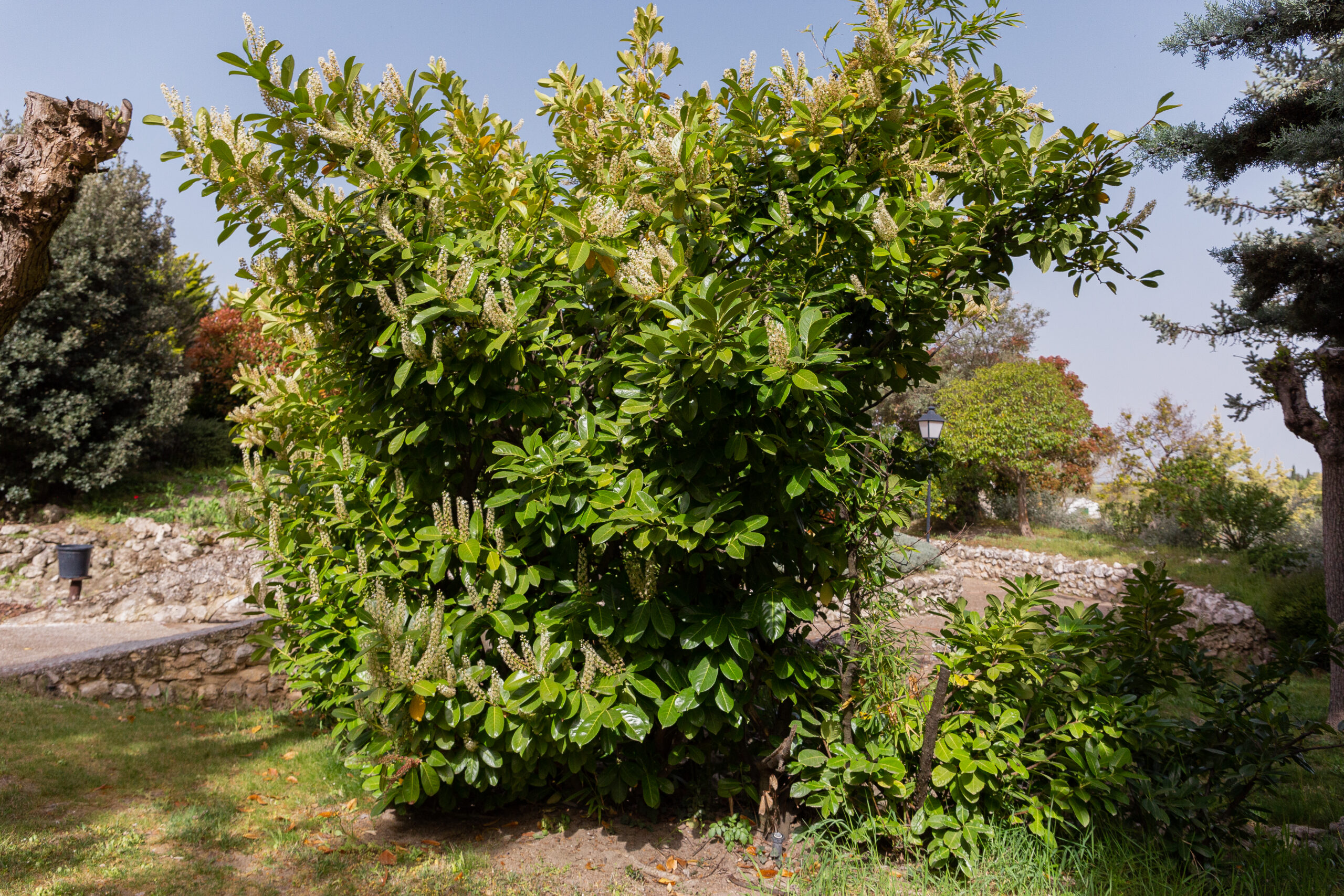 Fotografía del la vegetación del parque Mudéjar, mostrando un Laurel Cerezo en floración de primavera
