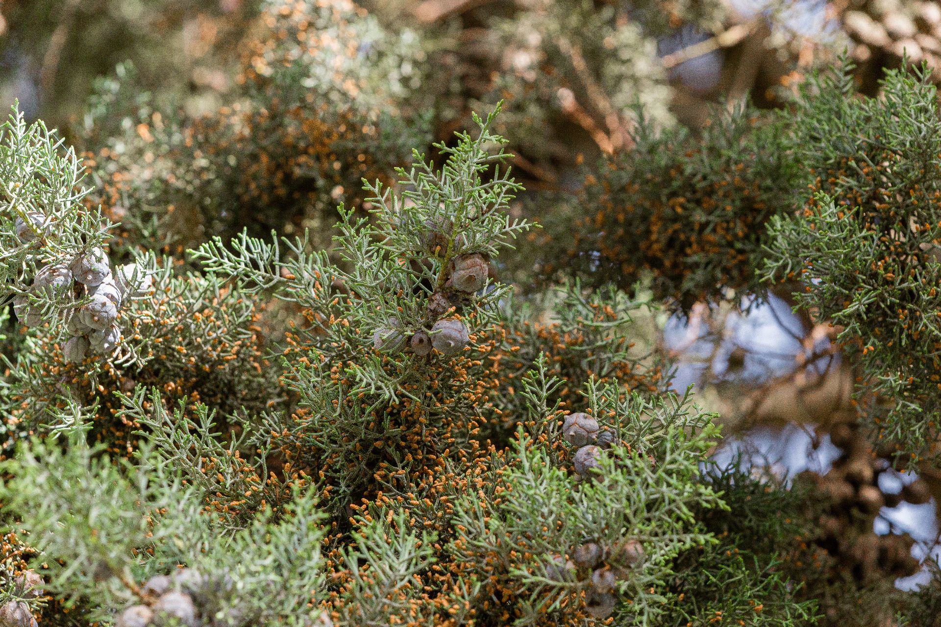 Fotografía del la vegetación del parque Mudéjar, mostrando los frutos del ciprés de Arizona