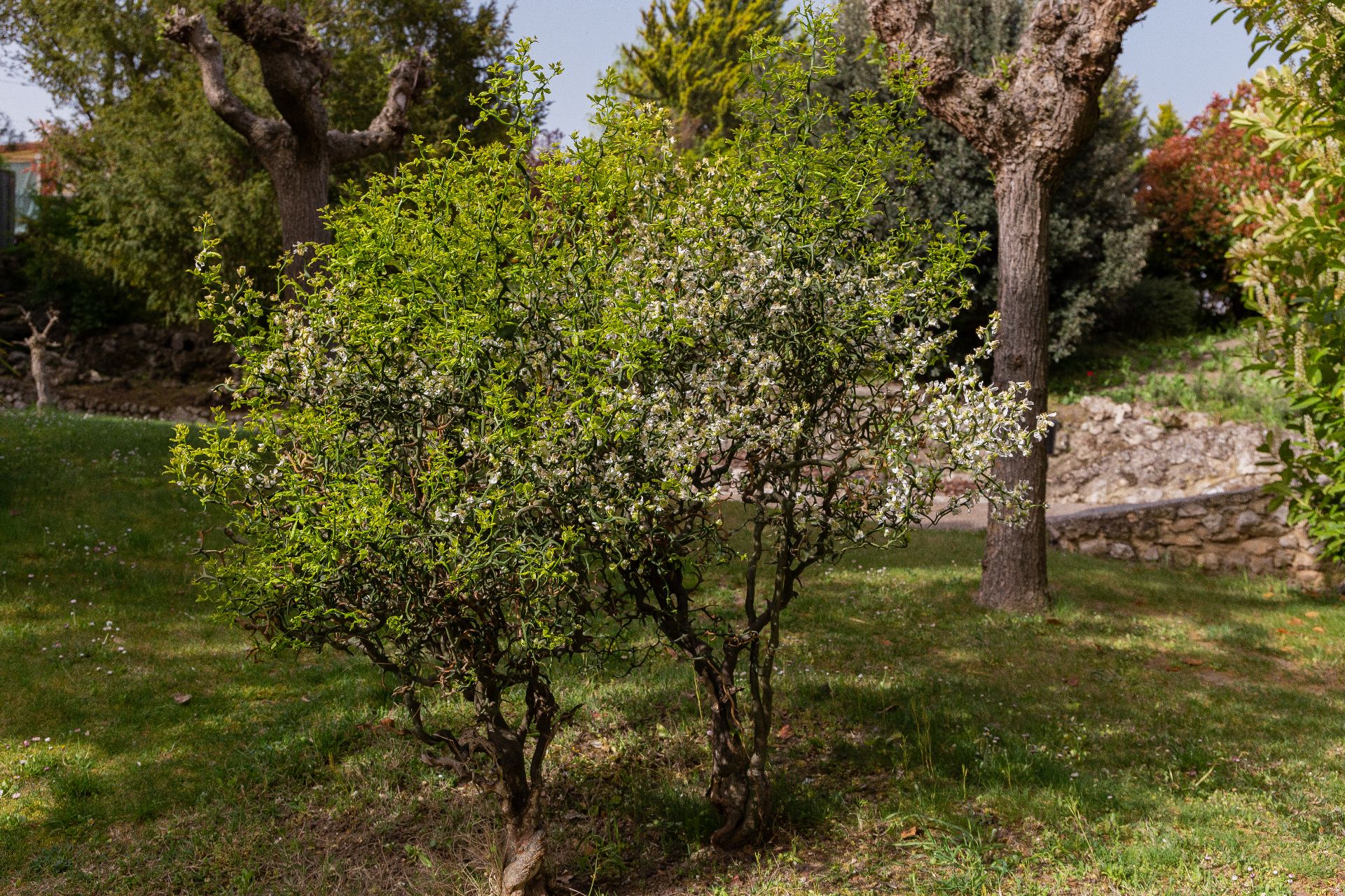 Fotografía del la vegetación del parque Mudéjar, mostrando un Naranjo espinoso en floración primaveral