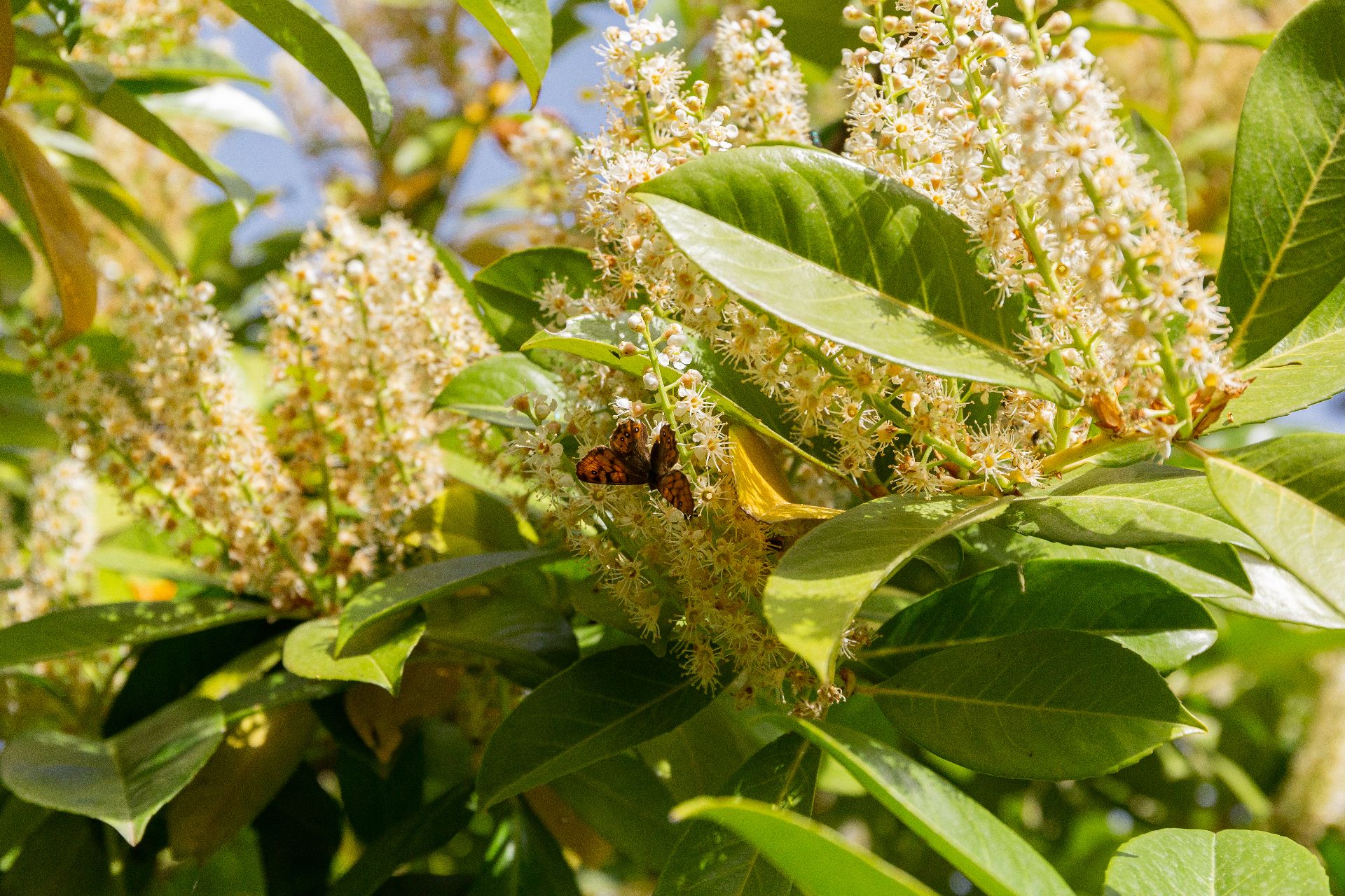 Fotografía del la vegetación del parque Mudéjar, mostrando un Laurel Cerezo en floración de primavera