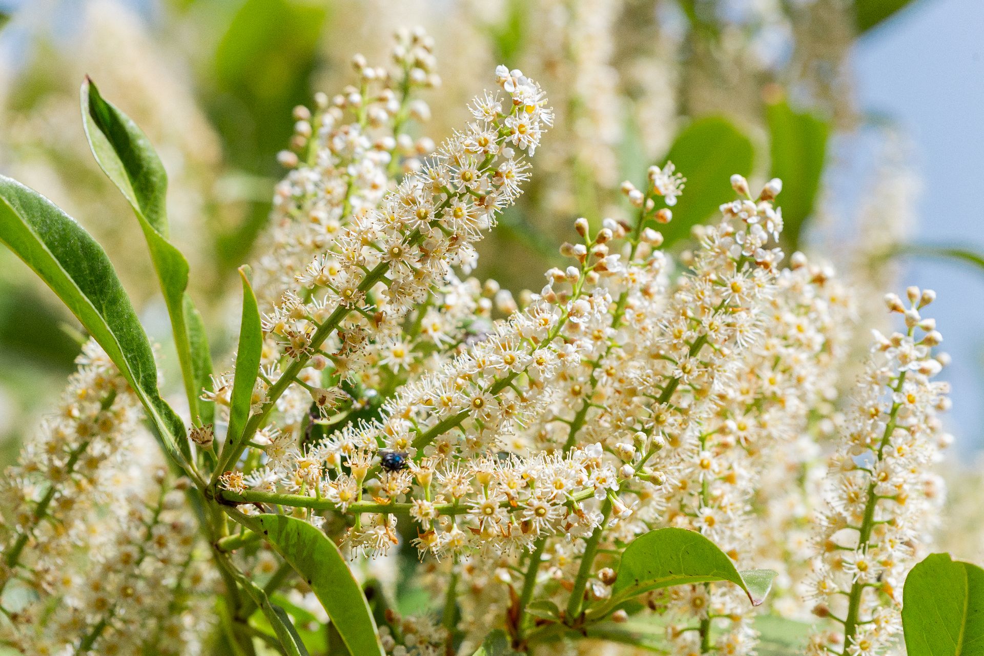 Fotografía del la vegetación del parque Mudéjar, mostrando un Laurel Cerezo en floración de primavera