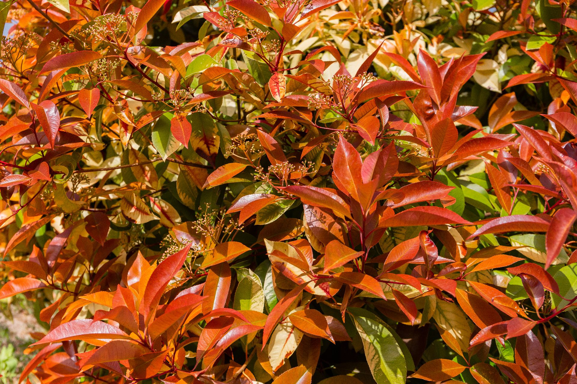 Fotografía del la vegetación del parque Mudéjar, mostrando un ejemplar de Photinia