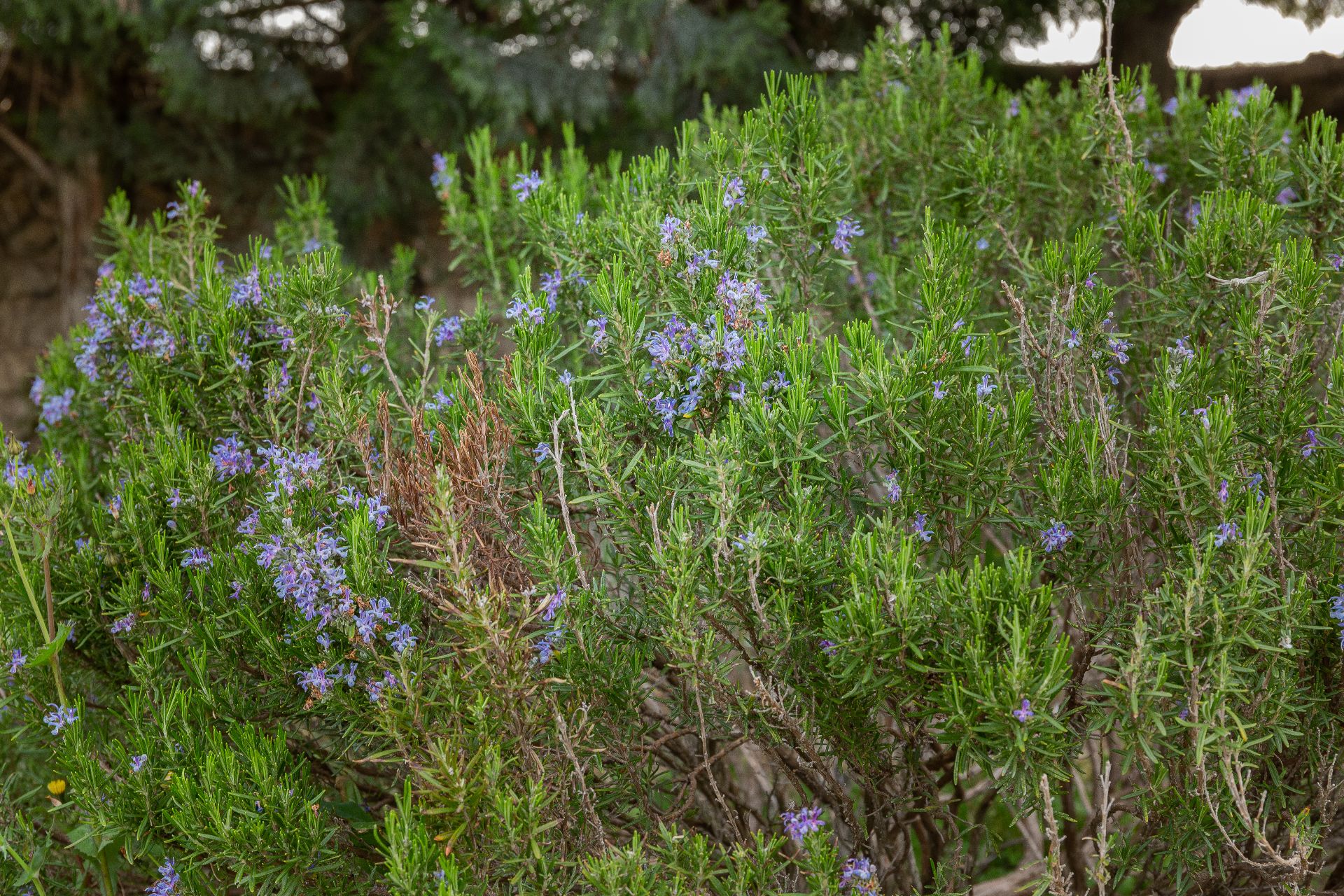 Fotografía del la vegetación del parque Mudéjar, mostrando un Romero en floración de primavera