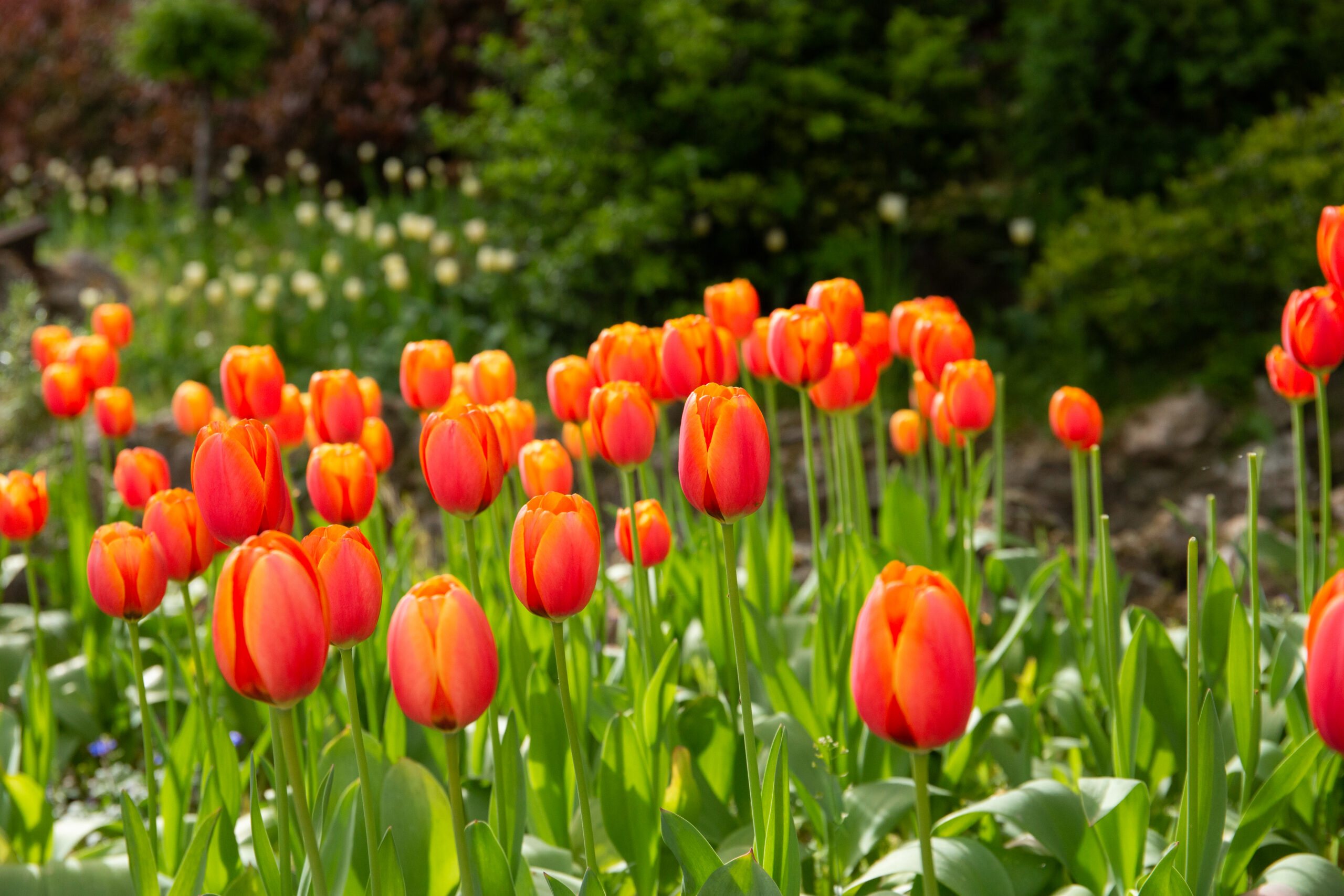 Tulipanes naranjas en el parque mudéjar