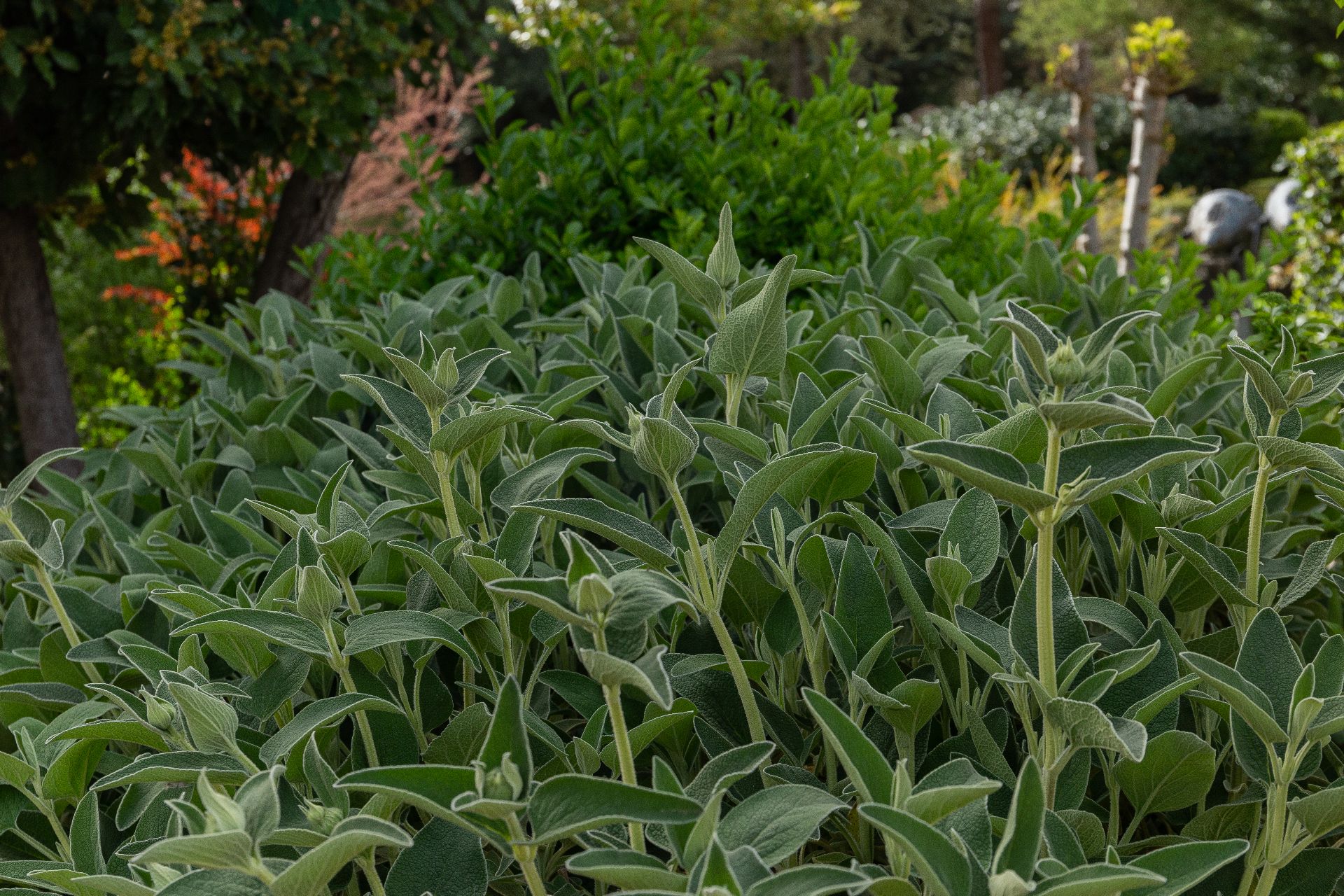 Fotografía del la vegetación del parque Mudéjar, mostrando un ejemplar de Candilera