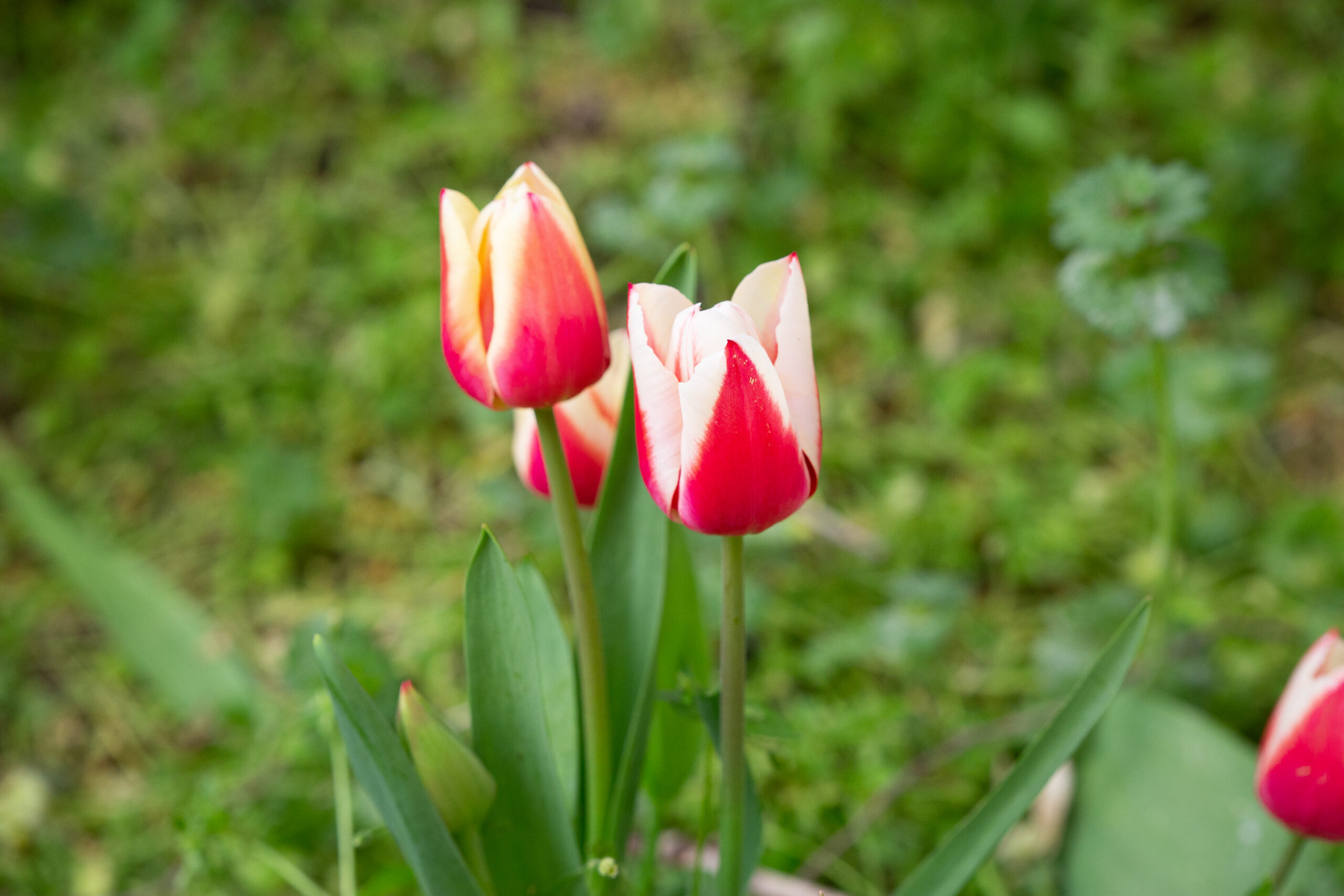 Tulipanes en Parque Mudéjar