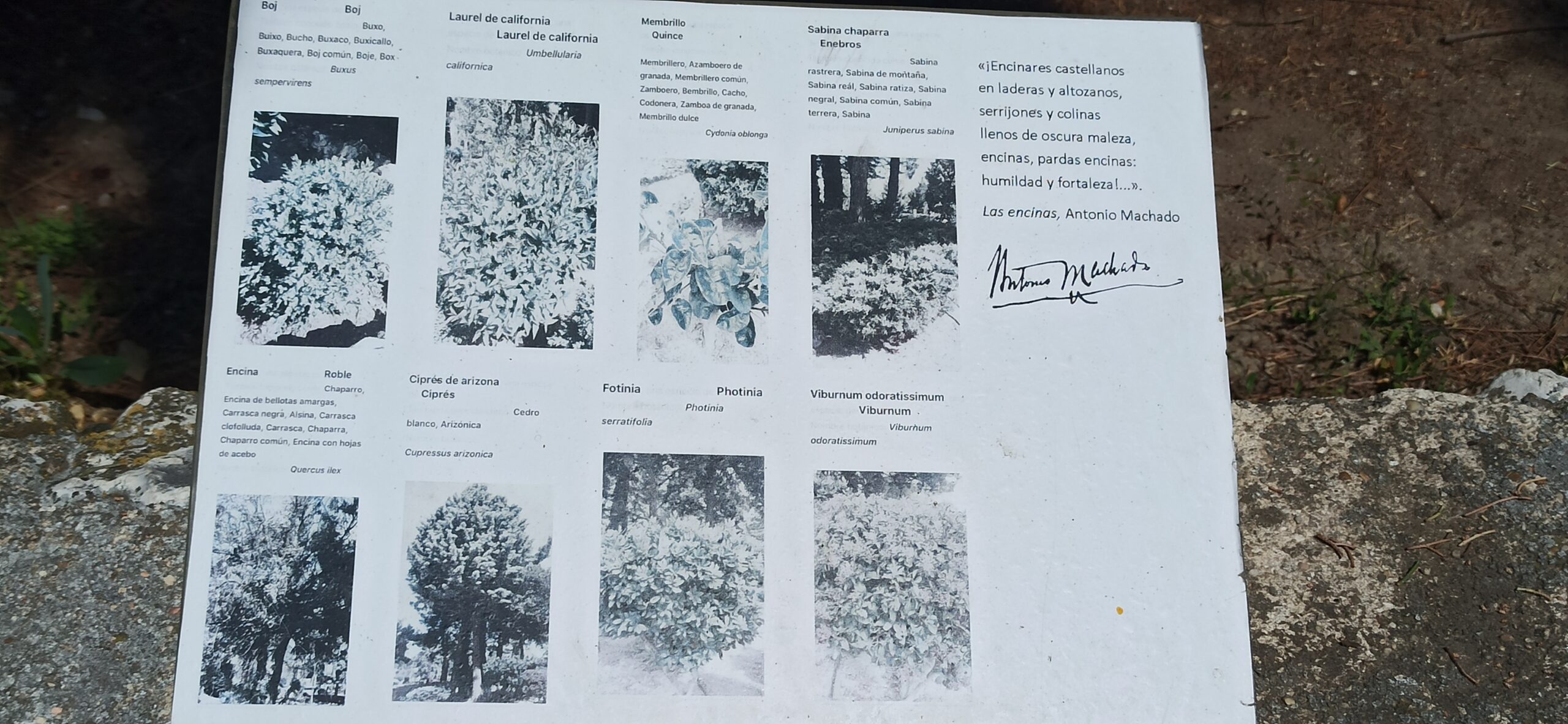 Cartel informando de algunas de las especies del parque Mudéjar